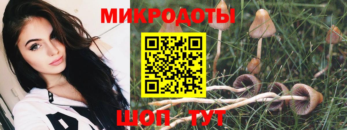 Галлюциногенные грибы Psilocybe Иваново